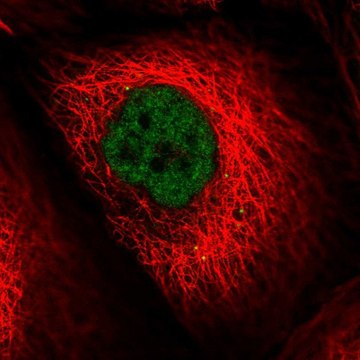 Anti-LIG4 antibody produced in rabbit Prestige Antibodies&#174; Powered by Atlas Antibodies, affinity isolated antibody