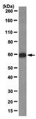 Anti-hnRNP Q Antibody, clone 7A11.2 clone 7A11.2, from mouse
