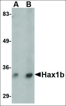 Anti-Hax1b antibody produced in rabbit affinity isolated antibody, buffered aqueous solution