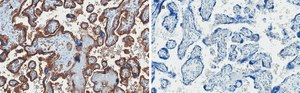 Anti-GLUT-1 Antibody, CT, clone 16D21, ZooMAb&#174; Rabbit Monoclonal recombinant, expressed in HEK 293 cells