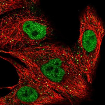 Anti-ZNF574 antibody produced in rabbit Prestige Antibodies&#174; Powered by Atlas Antibodies, affinity isolated antibody