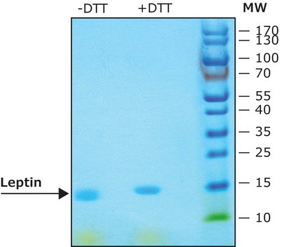 Leptin from mouse &#8805;98% (SDS-PAGE), recombinant, expressed in E. coli, lyophilized powder