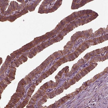Anti-GTPBP1 antibody produced in rabbit Prestige Antibodies&#174; Powered by Atlas Antibodies, affinity isolated antibody