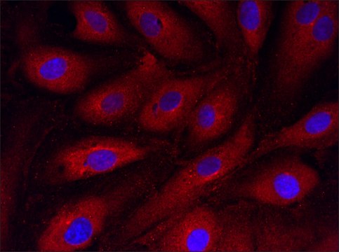 Anti-GADD45A (12-25) antibody produced in rabbit IgG fraction of antiserum, buffered aqueous solution