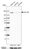 Anti-KIAA1462 antibody produced in rabbit Prestige Antibodies&#174; Powered by Atlas Antibodies, affinity isolated antibody, buffered aqueous glycerol solution