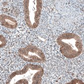 Monoclonal Anti-BAX antibody produced in mouse Prestige Antibodies&#174; Powered by Atlas Antibodies, clone CL7919, purified immunoglobulin, buffered aqueous glycerol solution