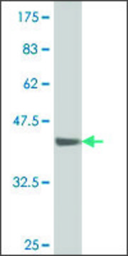 ANTI-SMAD1 antibody produced in mouse clone 4C12, purified immunoglobulin, buffered aqueous solution