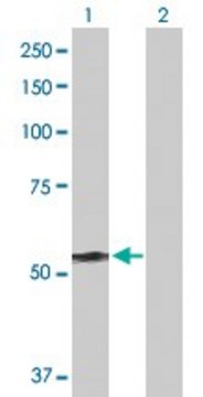 Anti-DYNC1LI2 antibody produced in rabbit purified immunoglobulin, buffered aqueous solution