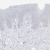 Anti-TBXAS1 antibody produced in rabbit Prestige Antibodies&#174; Powered by Atlas Antibodies, affinity isolated antibody, buffered aqueous glycerol solution