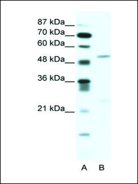 Anti-BRD9 antibody produced in rabbit IgG fraction of antiserum