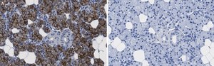 Anti-Aquaporin 5 Antibody, clone 3H17 ZooMAb&#174; Rabbit Monoclonal recombinant, expressed in HEK 293 cells