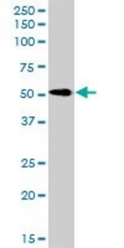 Anti-RTN2 antibody produced in rabbit purified immunoglobulin, buffered aqueous solution