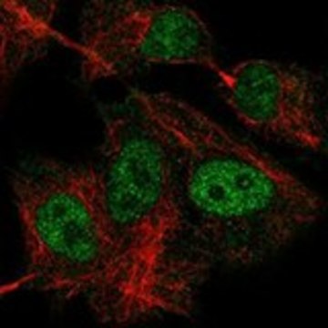 Anti-GTF3C1 antibody produced in rabbit Prestige Antibodies&#174; Powered by Atlas Antibodies, affinity isolated antibody, buffered aqueous glycerol solution