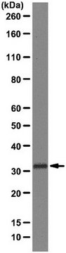 Anti-MHC class II (I-A/I-E) Antibody, clone M5/114 clone M5/114, from rat