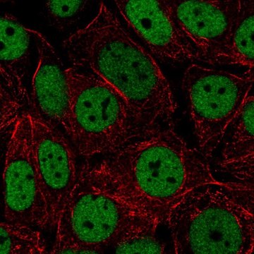 Anti-HNRNPUL2 antibody produced in rabbit Prestige Antibodies&#174; Powered by Atlas Antibodies, affinity isolated antibody