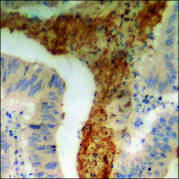 Anti-phospho-PTPRA (pTyr798) antibody produced in rabbit affinity isolated antibody