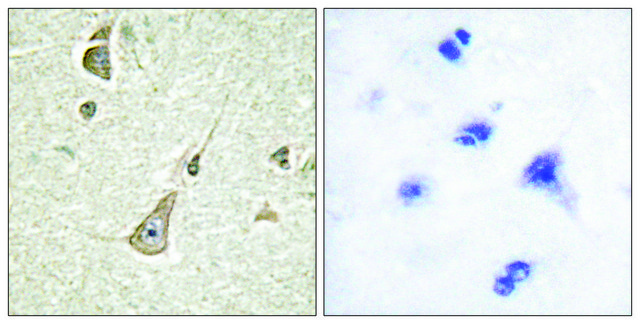 Anti-PCDH-X antibody produced in rabbit affinity isolated antibody