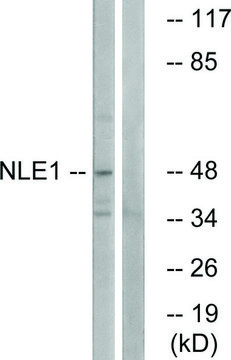 Anti-NLE1 antibody produced in rabbit affinity isolated antibody