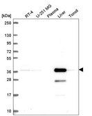 Anti-AKR7A2 antibody produced in rabbit Prestige Antibodies&#174; Powered by Atlas Antibodies, affinity isolated antibody