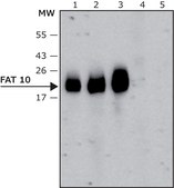 Anti-FAT10 antibody, Mouse monoclonal clone FAT10-7, purified from hybridoma cell culture