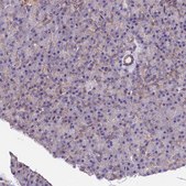 Anti-ATP2B4 antibody produced in rabbit Prestige Antibodies&#174; Powered by Atlas Antibodies, affinity isolated antibody, buffered aqueous glycerol solution
