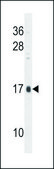 ANTI-SEC11C (C-TERM) antibody produced in rabbit IgG fraction of antiserum, buffered aqueous solution