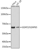 Anti-U2AF2/U2AF65 Antibody, clone 8E8R9, Rabbit Monoclonal