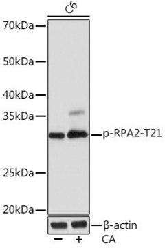 Anti-Phospho-RPA2-T21 antibody produced in rabbit