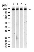 Anti-Piezo1 Antibody, clone 2B18 ZooMAb&#174; Rabbit Monoclonal recombinant, expressed in HEK 293 cells