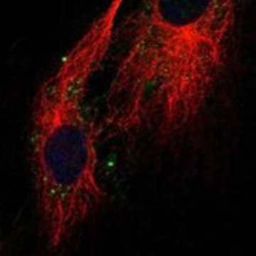 Anti-CLDN11 antibody produced in rabbit Prestige Antibodies&#174; Powered by Atlas Antibodies, affinity isolated antibody, buffered aqueous glycerol solution