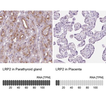 Anti-LRP2 antibody produced in rabbit Prestige Antibodies&#174; Powered by Atlas Antibodies, affinity isolated antibody, buffered aqueous glycerol solution