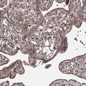Anti-PPP1R12A antibody produced in rabbit Prestige Antibodies&#174; Powered by Atlas Antibodies, affinity isolated antibody