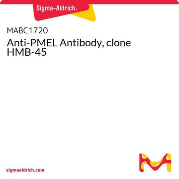 Anti-PMEL Antibody, clone HMB-45