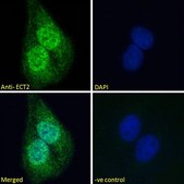 Anti-ECT2 antibody produced in goat affinity isolated antibody, buffered aqueous solution