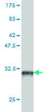 Monoclonal Anti-PBX4 antibody produced in mouse clone 1D8, purified immunoglobulin, buffered aqueous solution