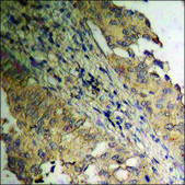 Anti-phospho-Amyloid &#946; A4 (pThr743/668) antibody produced in rabbit affinity isolated antibody