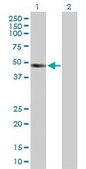Anti-INHBB antibody produced in rabbit purified immunoglobulin, buffered aqueous solution