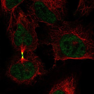Anti-AURKB antibody produced in rabbit Prestige Antibodies&#174; Powered by Atlas Antibodies, affinity isolated antibody
