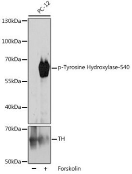 Anti-Phospho-Tyrosine Hydroxylase-S40 antibody produced in rabbit