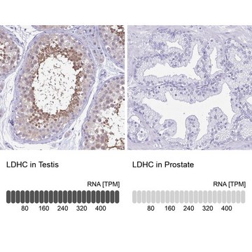 Anti-LDHC antibody produced in rabbit Prestige Antibodies&#174; Powered by Atlas Antibodies, affinity isolated antibody, buffered aqueous glycerol solution