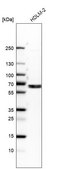 Anti-EOGT antibody produced in rabbit Prestige Antibodies&#174; Powered by Atlas Antibodies, affinity isolated antibody, buffered aqueous glycerol solution