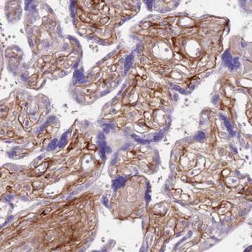 Anti-TINAGL1 antibody produced in rabbit Prestige Antibodies&#174; Powered by Atlas Antibodies, affinity isolated antibody, buffered aqueous glycerol solution