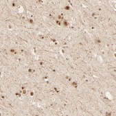 Anti-FAM50A antibody produced in rabbit affinity isolated antibody, buffered aqueous glycerol solution