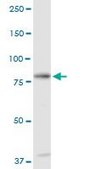 Anti-C1S antibody produced in rabbit purified immunoglobulin, buffered aqueous solution