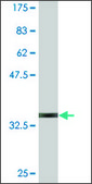 Monoclonal Anti-GNRH1, (C-terminal) antibody produced in mouse clone 4H3, purified immunoglobulin, buffered aqueous solution