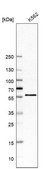 Anti-CDK8 antibody produced in rabbit Prestige Antibodies&#174; Powered by Atlas Antibodies, affinity isolated antibody