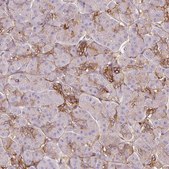 Anti-TSPAN8 antibody produced in rabbit Prestige Antibodies&#174; Powered by Atlas Antibodies, affinity isolated antibody, buffered aqueous glycerol solution