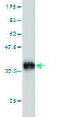 Monoclonal Anti-ITGB5 antibody produced in mouse clone 2C4, purified immunoglobulin, buffered aqueous solution