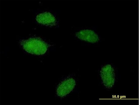 Anti-POGZ antibody produced in mouse purified immunoglobulin, buffered aqueous solution