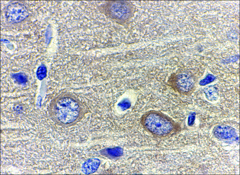 Anti-Adiponectin (ab2) antibody produced in rabbit affinity isolated antibody, buffered aqueous solution